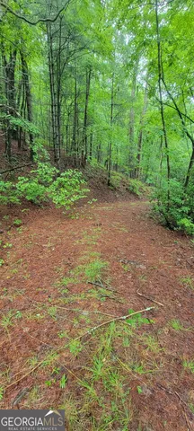 a lush green forest with lots of trees