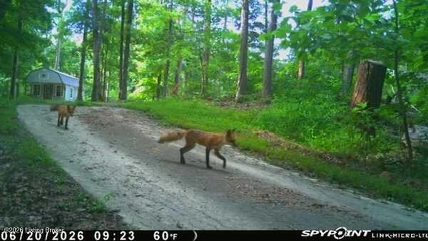 770 Jim Clark Road New Haven, KY 40051 - Photo 21 of 27 Wildlife (Fox)