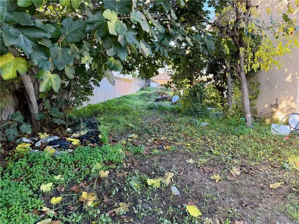 a view of a tree in a yard