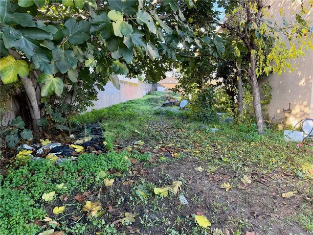 a view of a tree in a yard