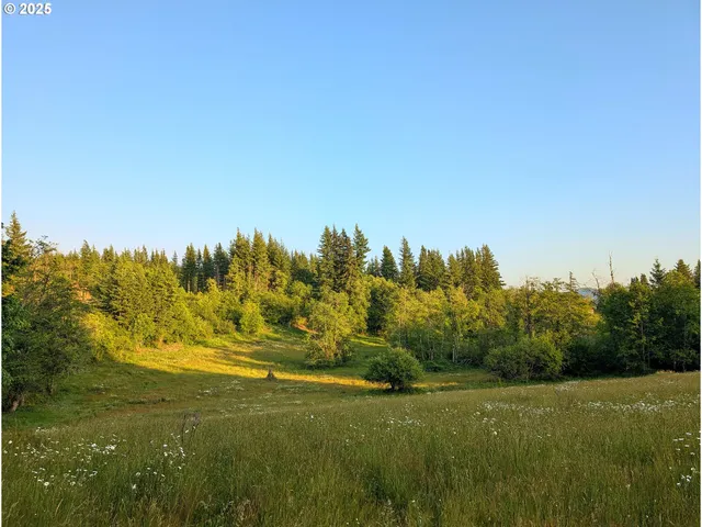 a view of a big yard with large trees