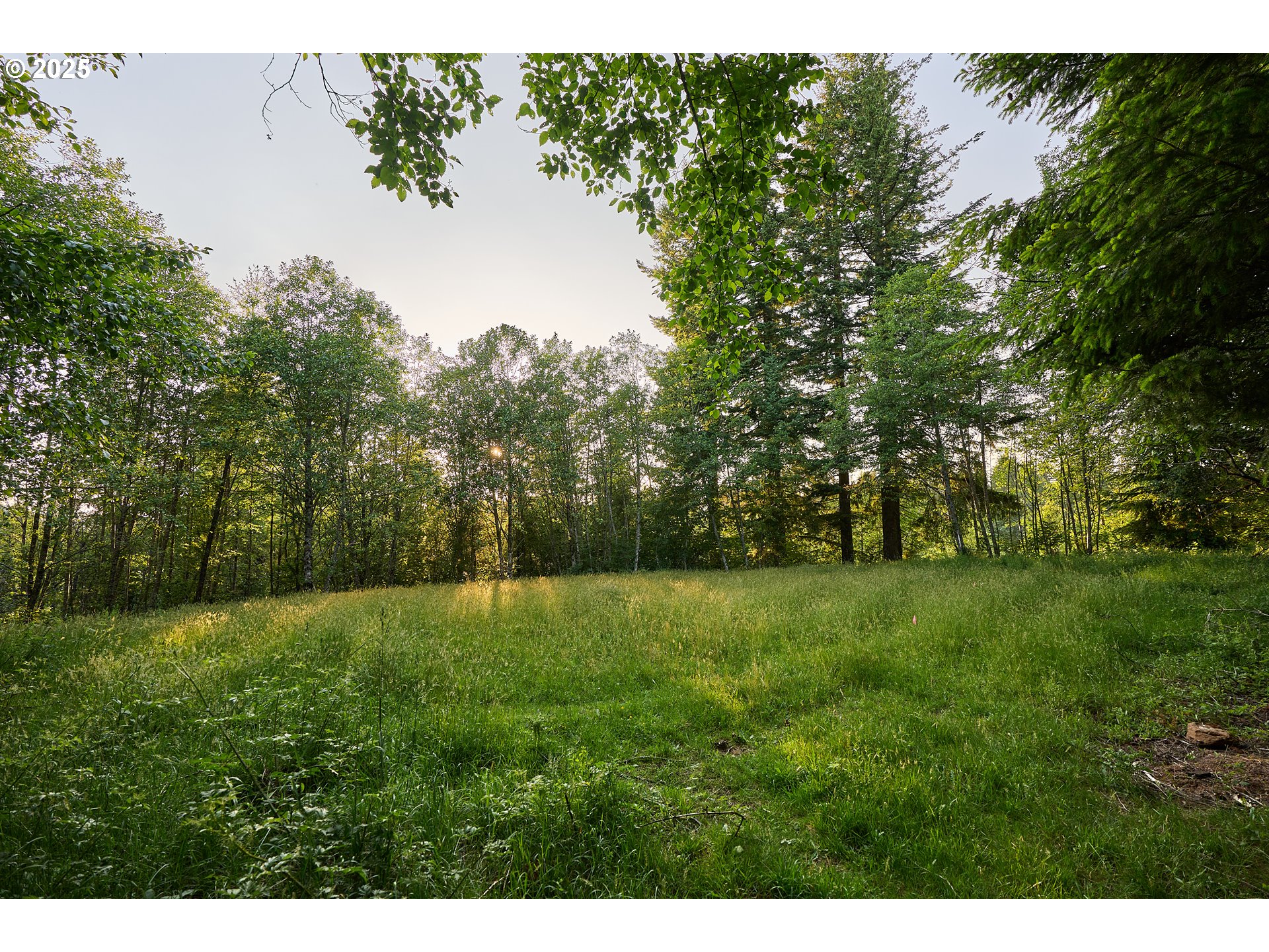 1781 Mabee Mines Road, Unit 2 Washougal, WA 98671 - Photo 4 of 15 a view of outdoor space with trees all around