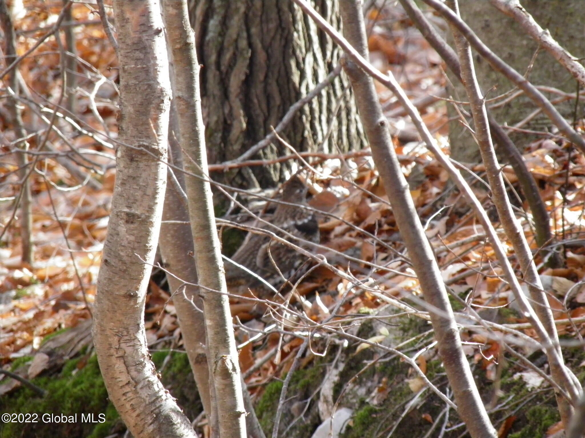 L1 Mud Pond Road Peru, NY 12972 - Photo 46 of 100 46 Look Closely, See The Grouse