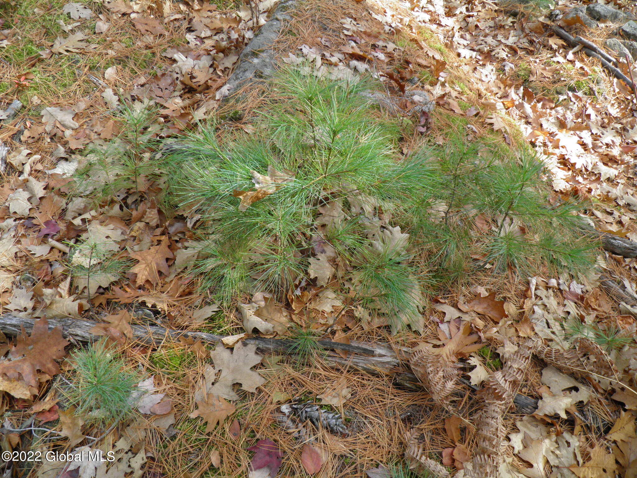 L1 Mud Pond Road Peru, NY 12972 - Photo 51 of 100 51 White Pine Seedlings