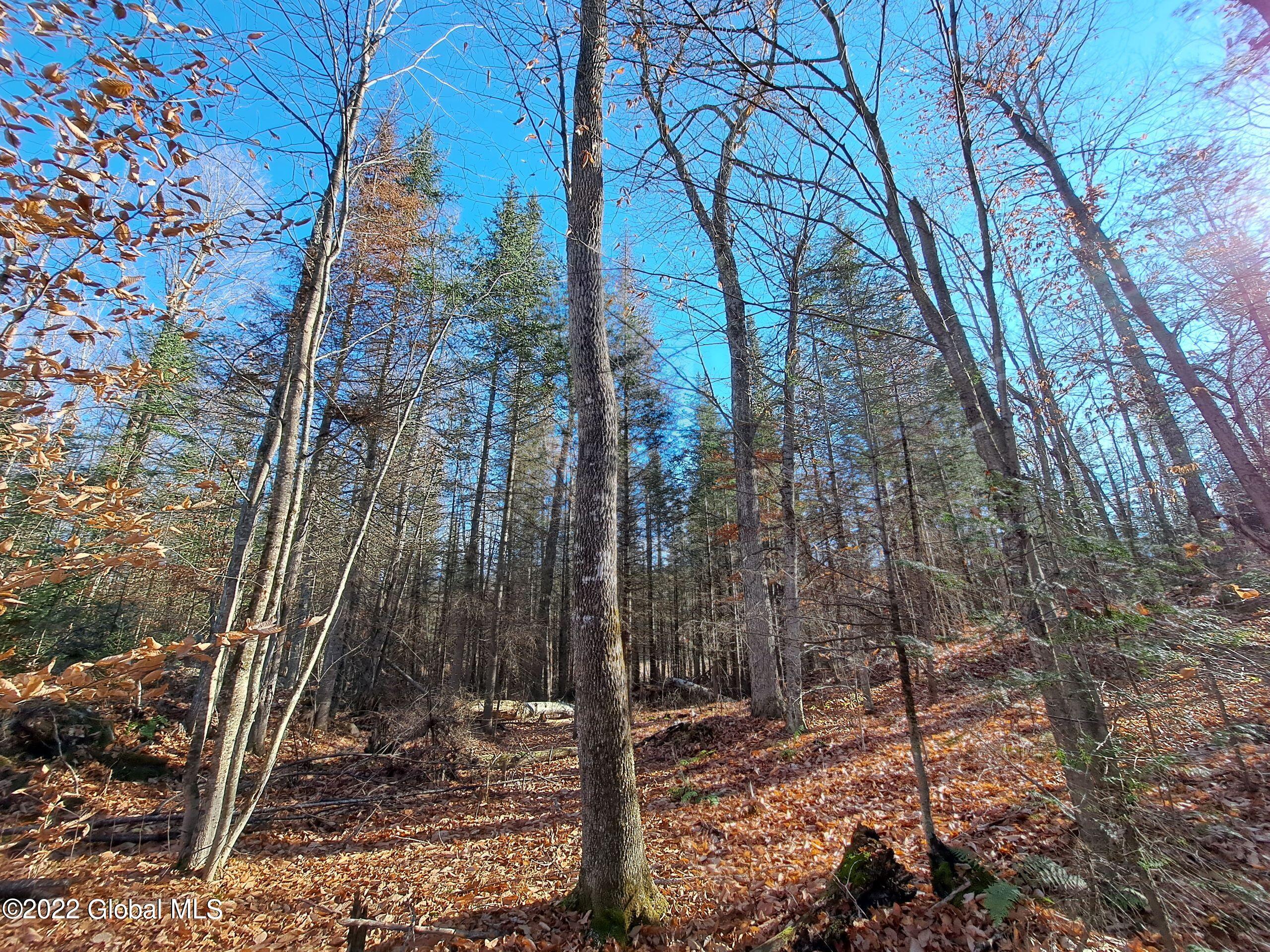 L1 Mud Pond Road Peru, NY 12972 - Photo 92 of 100 92 White Ash
