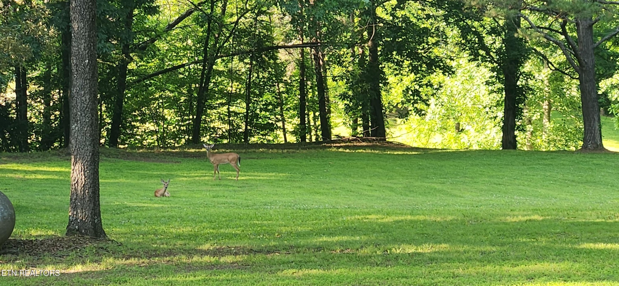 11121 McKinney Road Mascot, TN 37806 - Photo 10 of 23