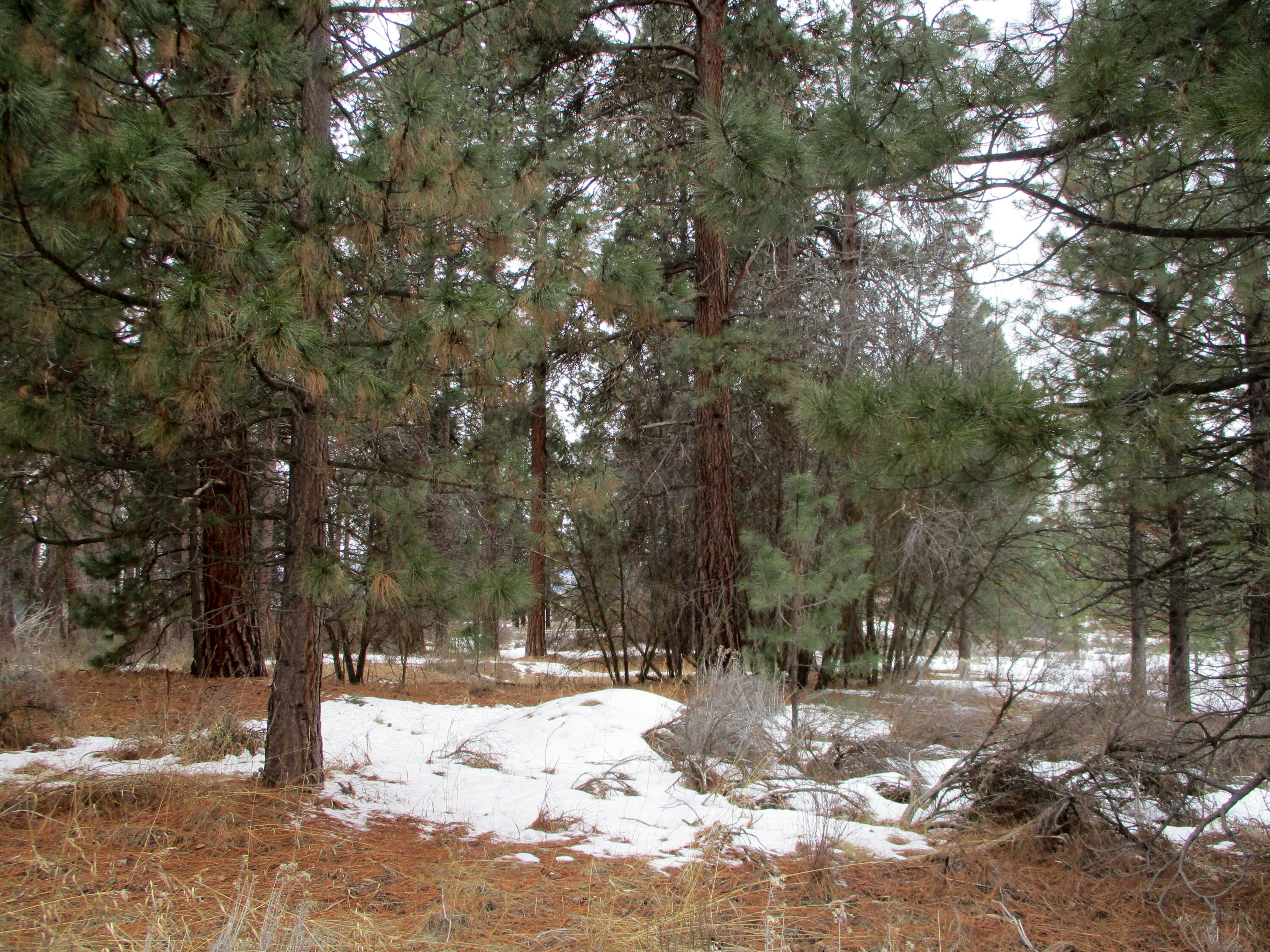 3525 Cayuse Way Chiloquin, OR 97624 - Photo 6 of 9 IMG_0182