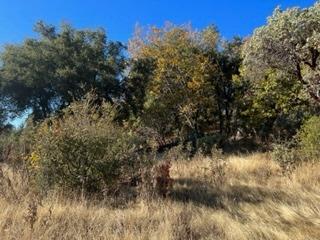 0 Gentle Way North Fork, CA 93643 - Photo 4 of 15 a view of a lake