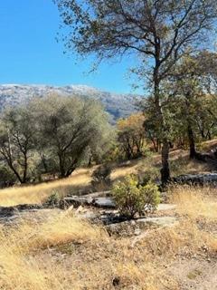 0 Gentle Way North Fork, CA 93643 - Photo 8 of 15 a view of a yard with a tree