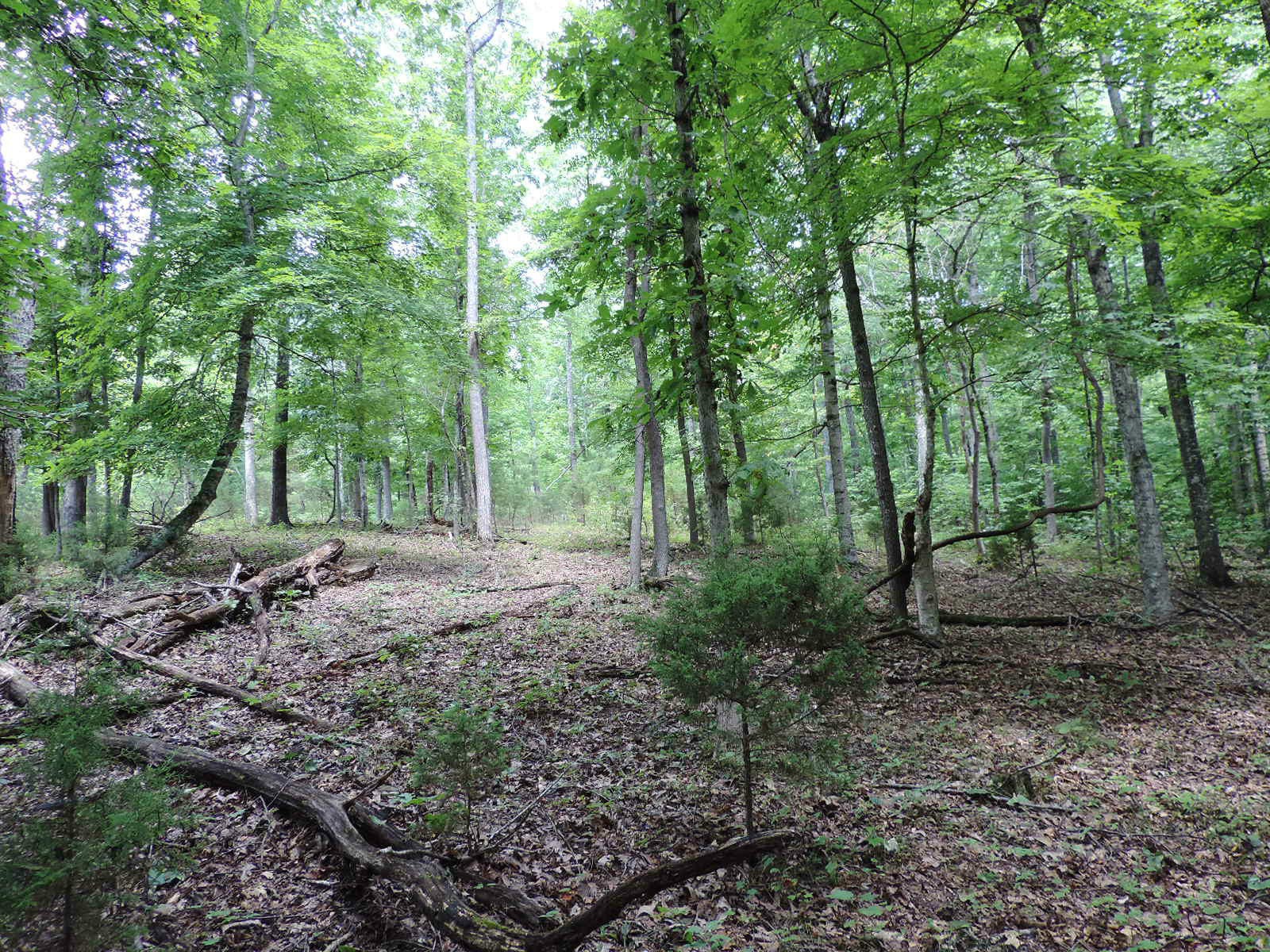 1109 Shields Ridge Road New Market, TN 37820 - Photo 10 of 21 Gallery Image 10