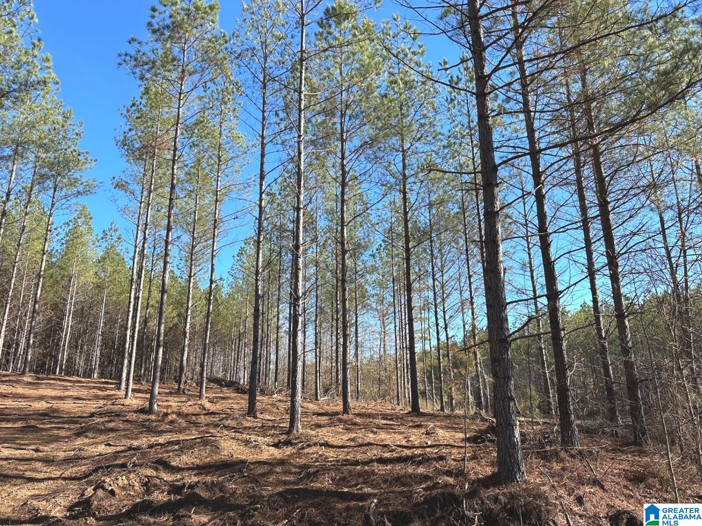 Firehouse Road, Unit 3 66 Goodwater, AL 35072 - Photo 2 of 6