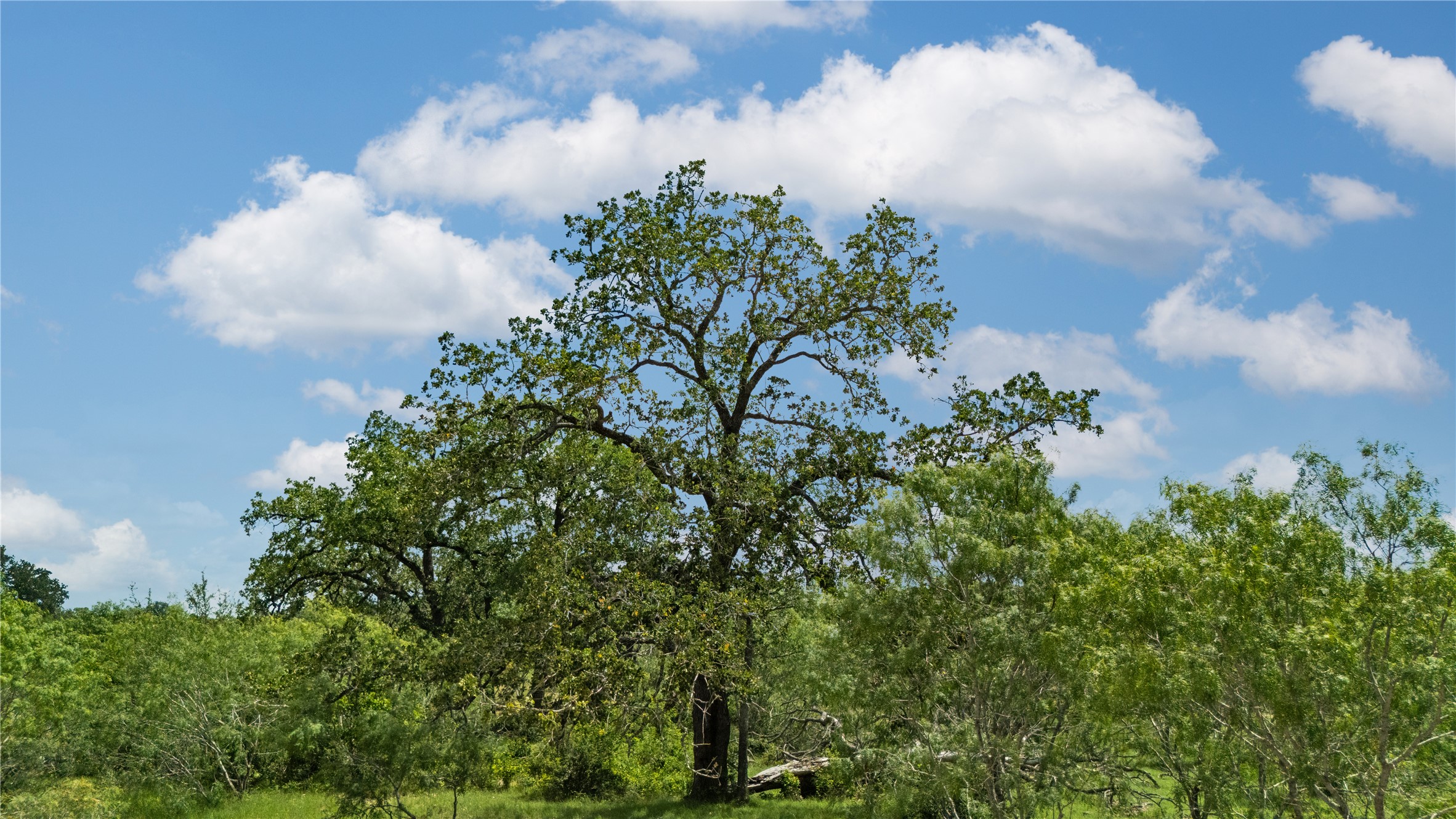 2612 Roosevelt Road Kingsbury, TX 78638 - Photo 16 of 31 Expansive outdoor space featuring mature trees and lush green foliage under a clear sky