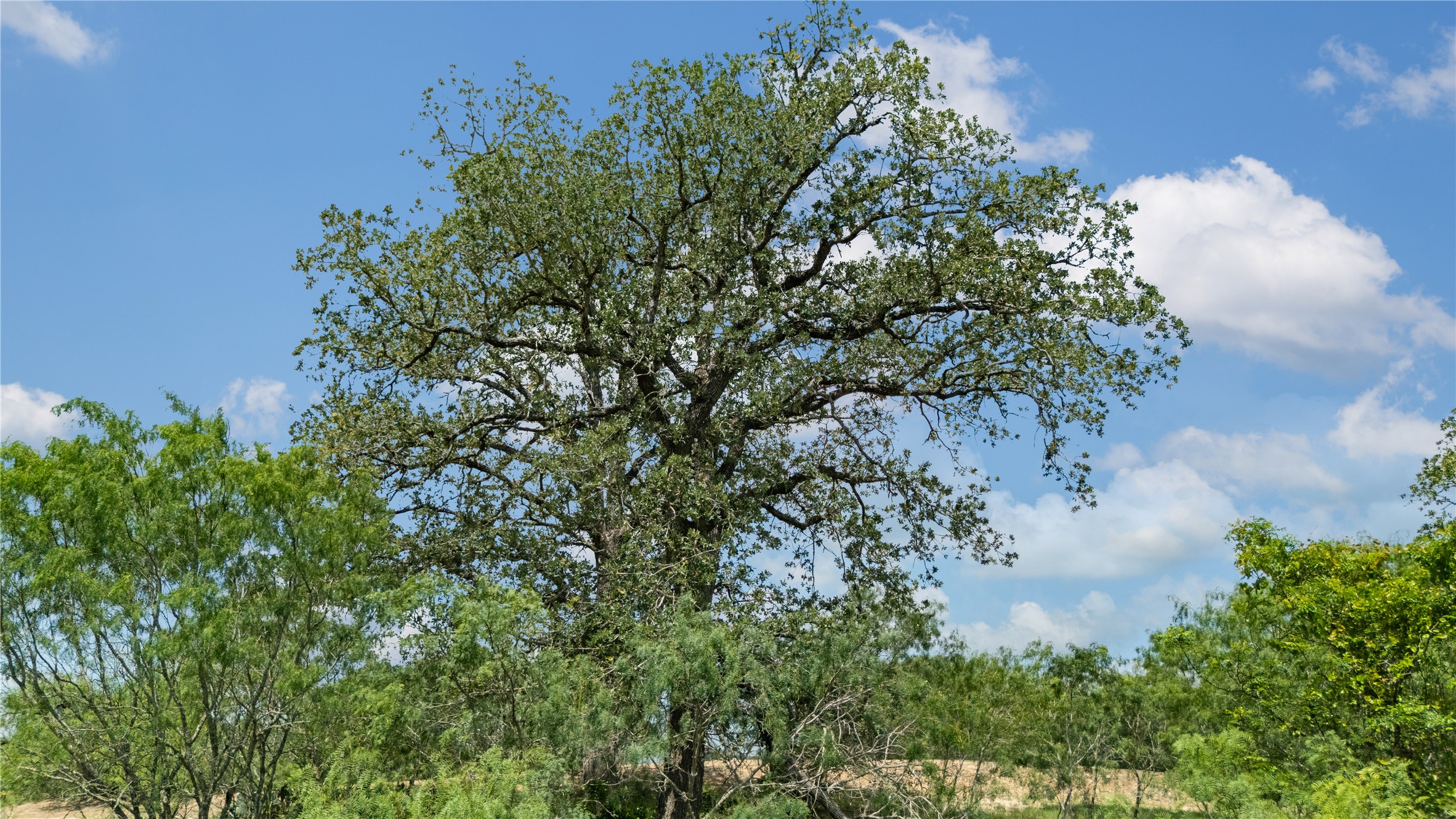 2612 Roosevelt Road Kingsbury, TX 78638 - Photo 18 of 31 Expansive natural landscape featuring a prominent mature tree with a broad canopy, surrounded by varied green foliage under a clear sky