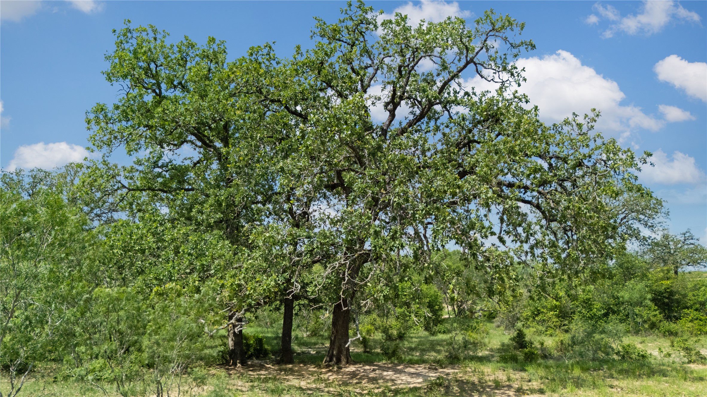 2612 Roosevelt Road Kingsbury, TX 78638 - Photo 20 of 31 Expansive canopy trees with mature trunks and abundant green foliage