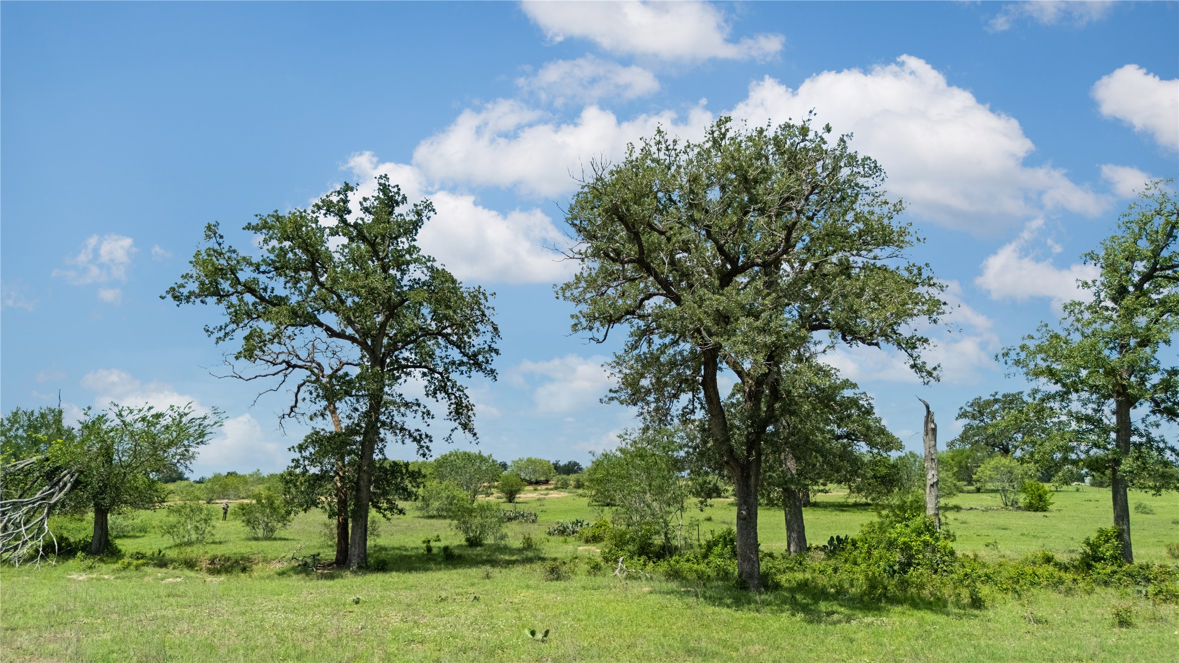 2612 Roosevelt Road Kingsbury, TX 78638 - Photo 27 of 31 Expansive green landscape featuring mature trees and varied foliage