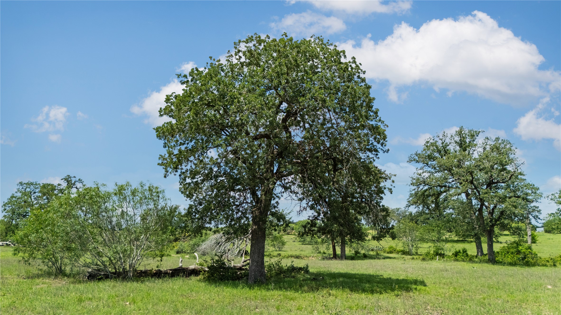 2612 Roosevelt Road Kingsbury, TX 78638 - Photo 28 of 31 Expansive open land with mature deciduous trees and natural brush