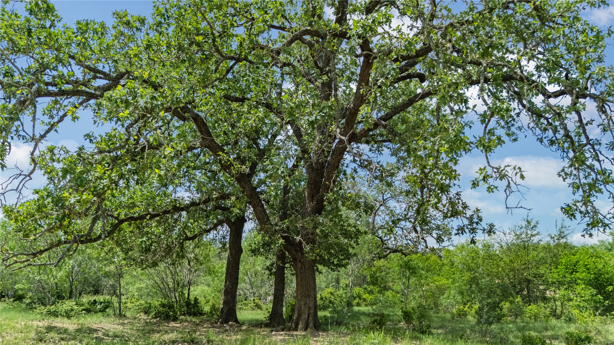 2612 Roosevelt Road Kingsbury, TX 78638 - Photo 7 of 31 Mature trees with extensive canopy providing natural coverage