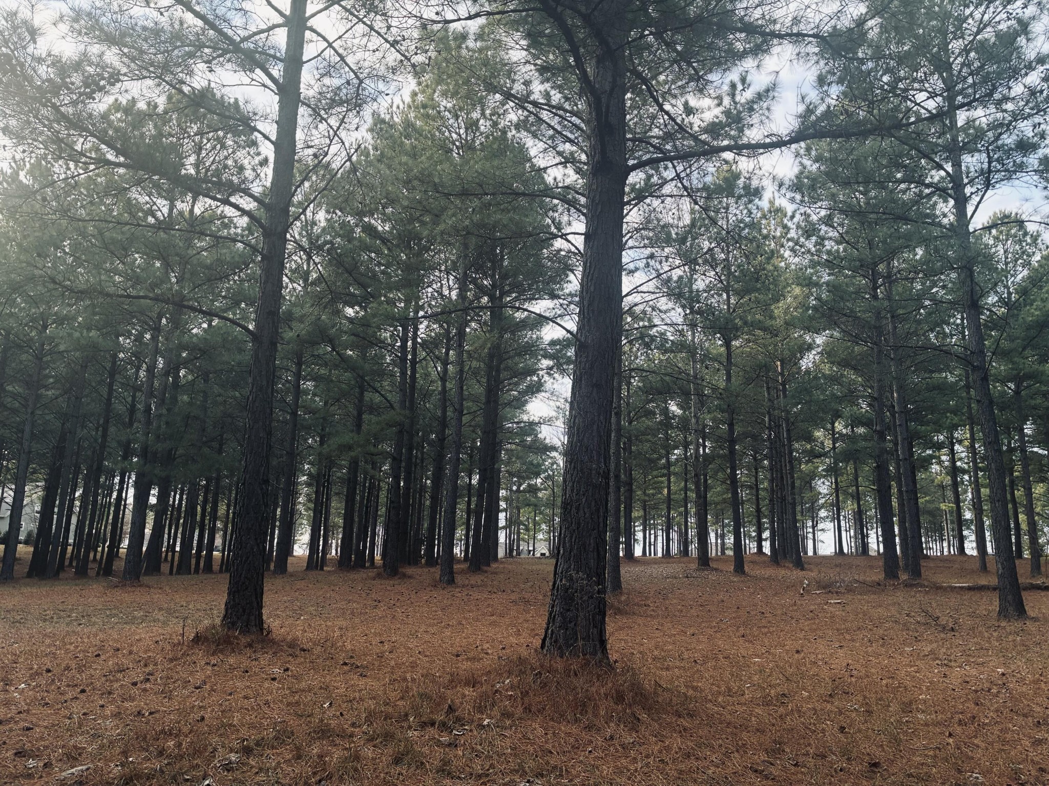 820 Cumberland Circle Jasper, TN 37347 - Photo 11 of 55 a street view with trees