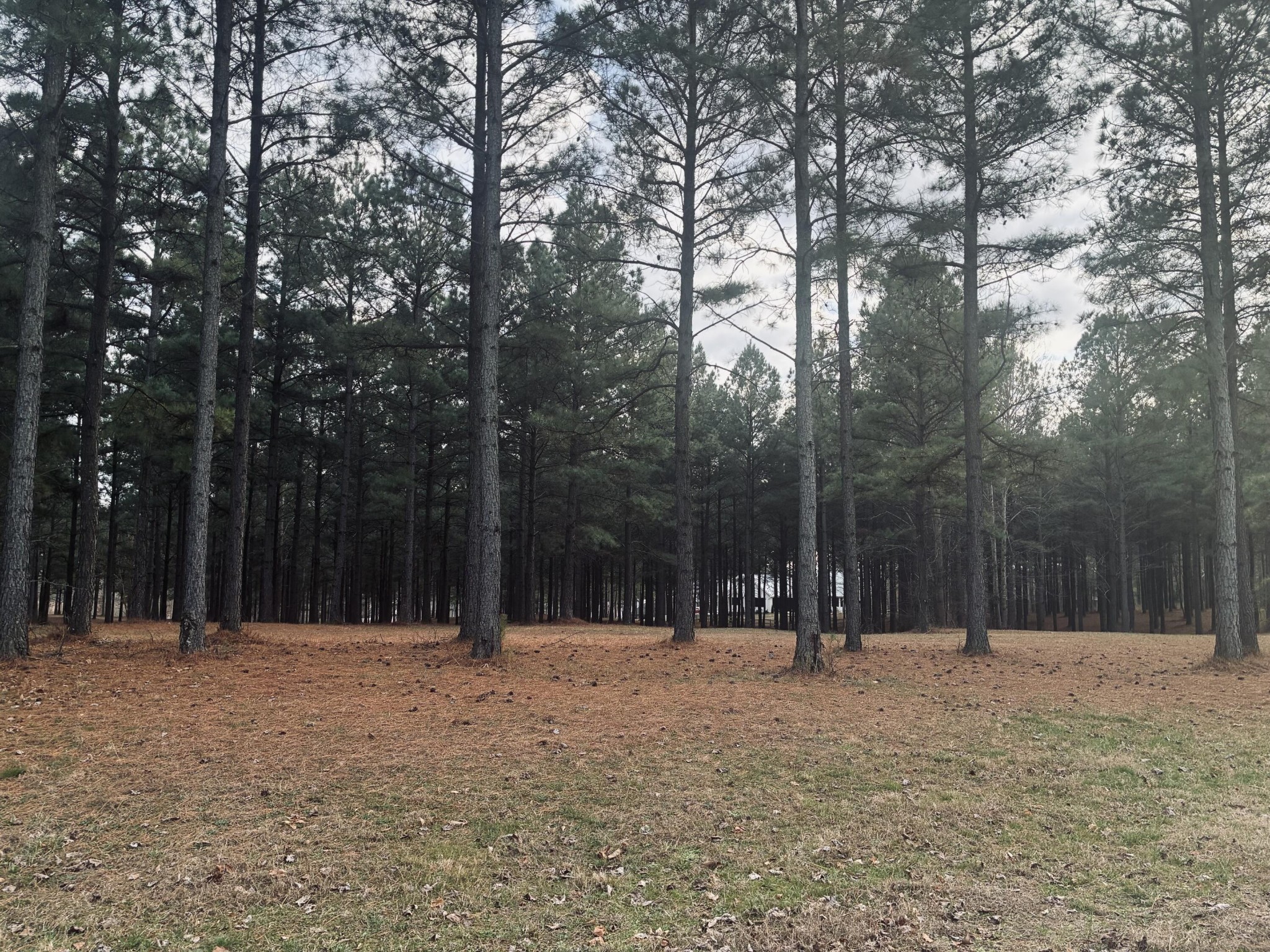 820 Cumberland Circle Jasper, TN 37347 - Photo 2 of 55 a outdoor space with lots of trees