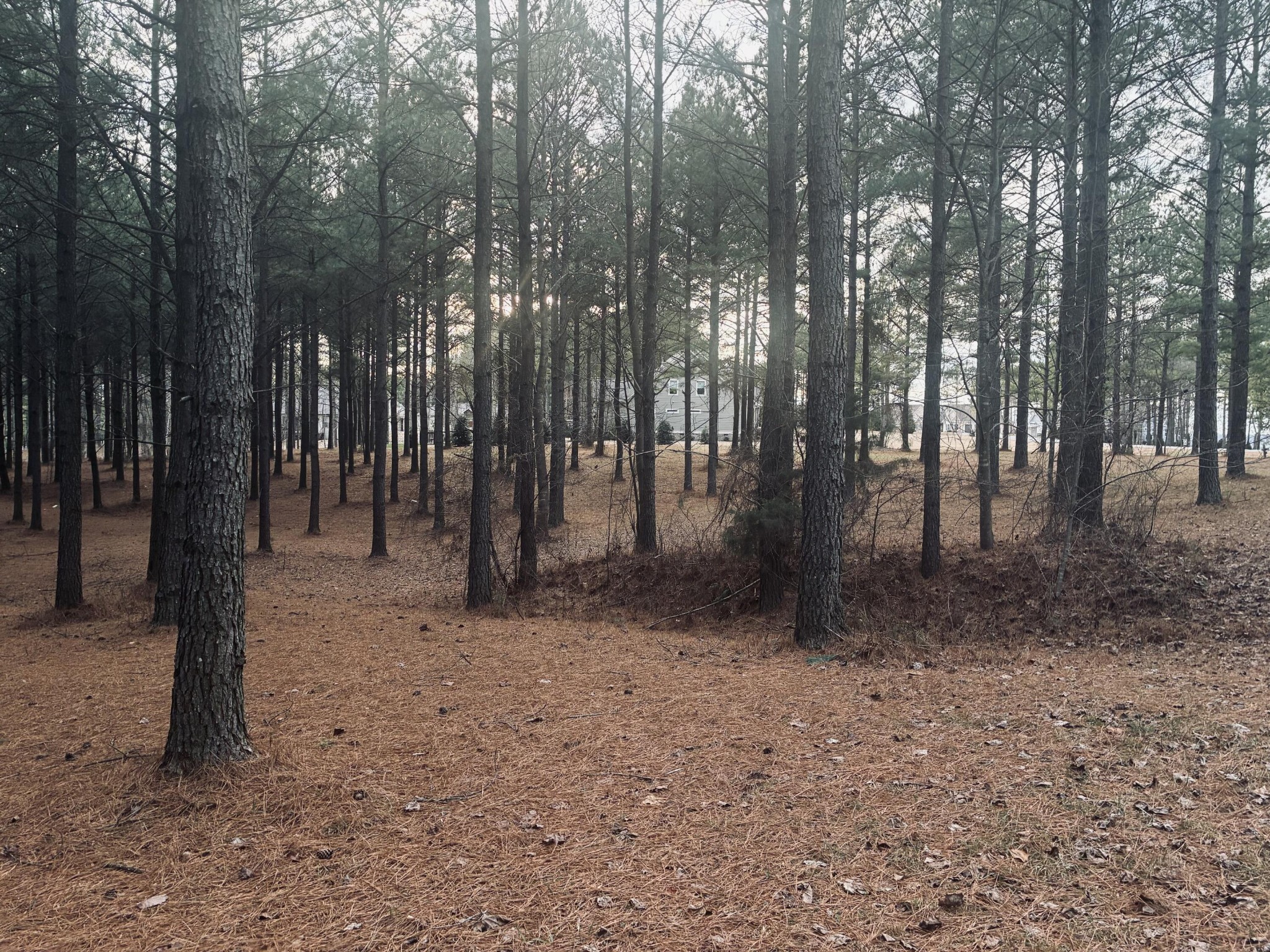820 Cumberland Circle Jasper, TN 37347 - Photo 6 of 55 a view of outdoor space with lots of trees
