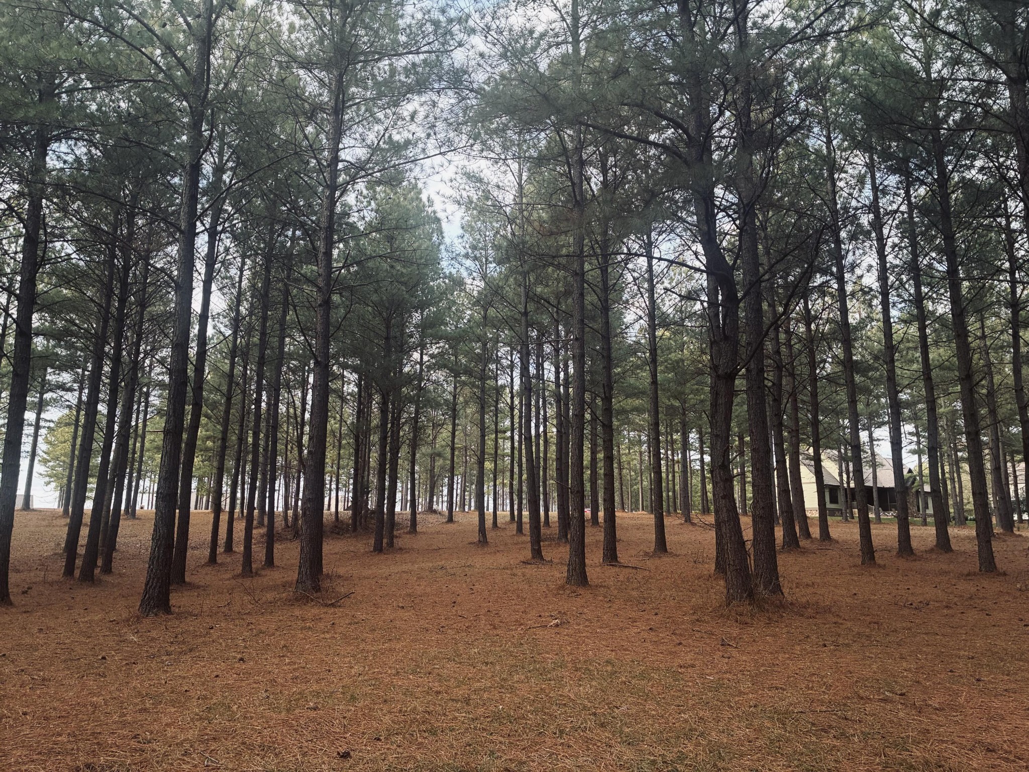 820 Cumberland Circle Jasper, TN 37347 - Photo 8 of 55