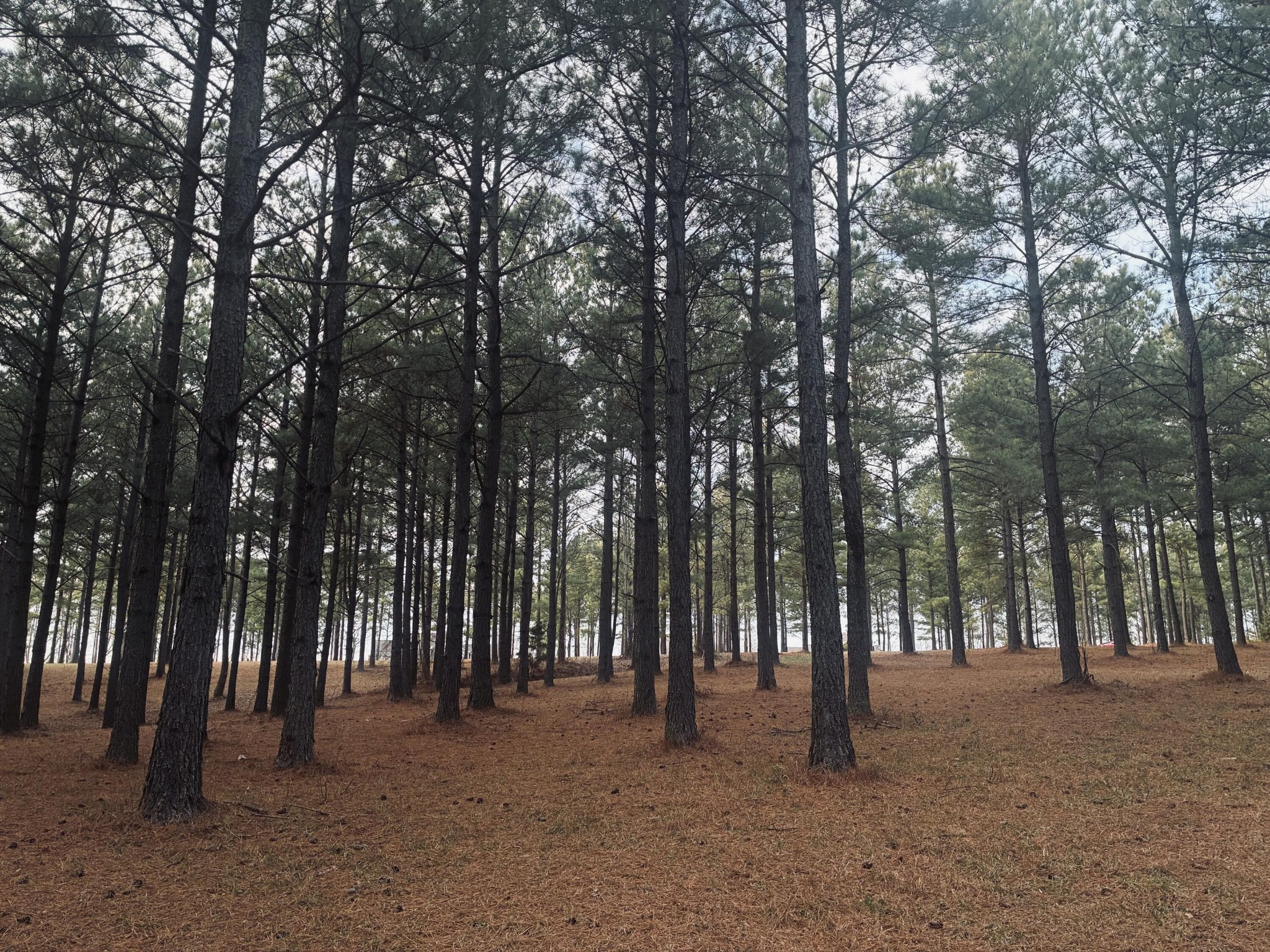 820 Cumberland Circle Jasper, TN 37347 - Photo 9 of 55