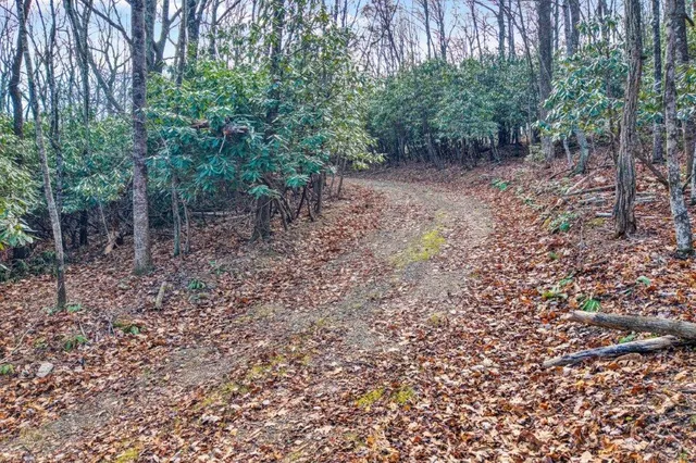 a view of a forest with trees in the background