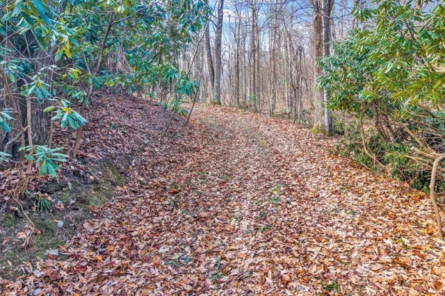 a view of a yard with large trees