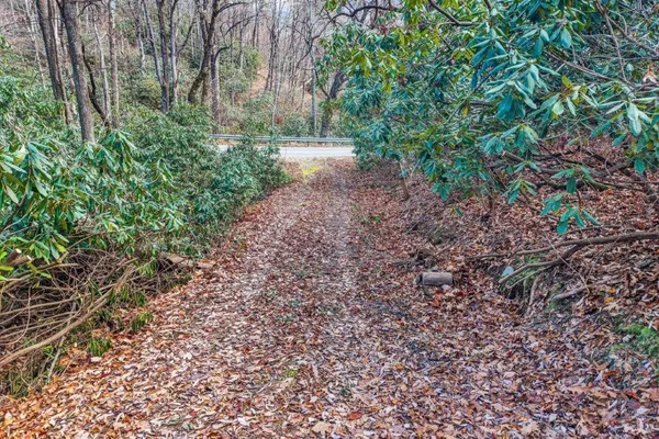 a view of a yard with plants and trees