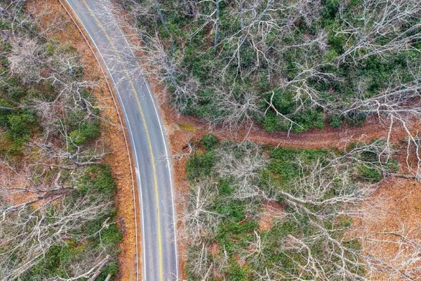 a view of a yard with plants and large trees
