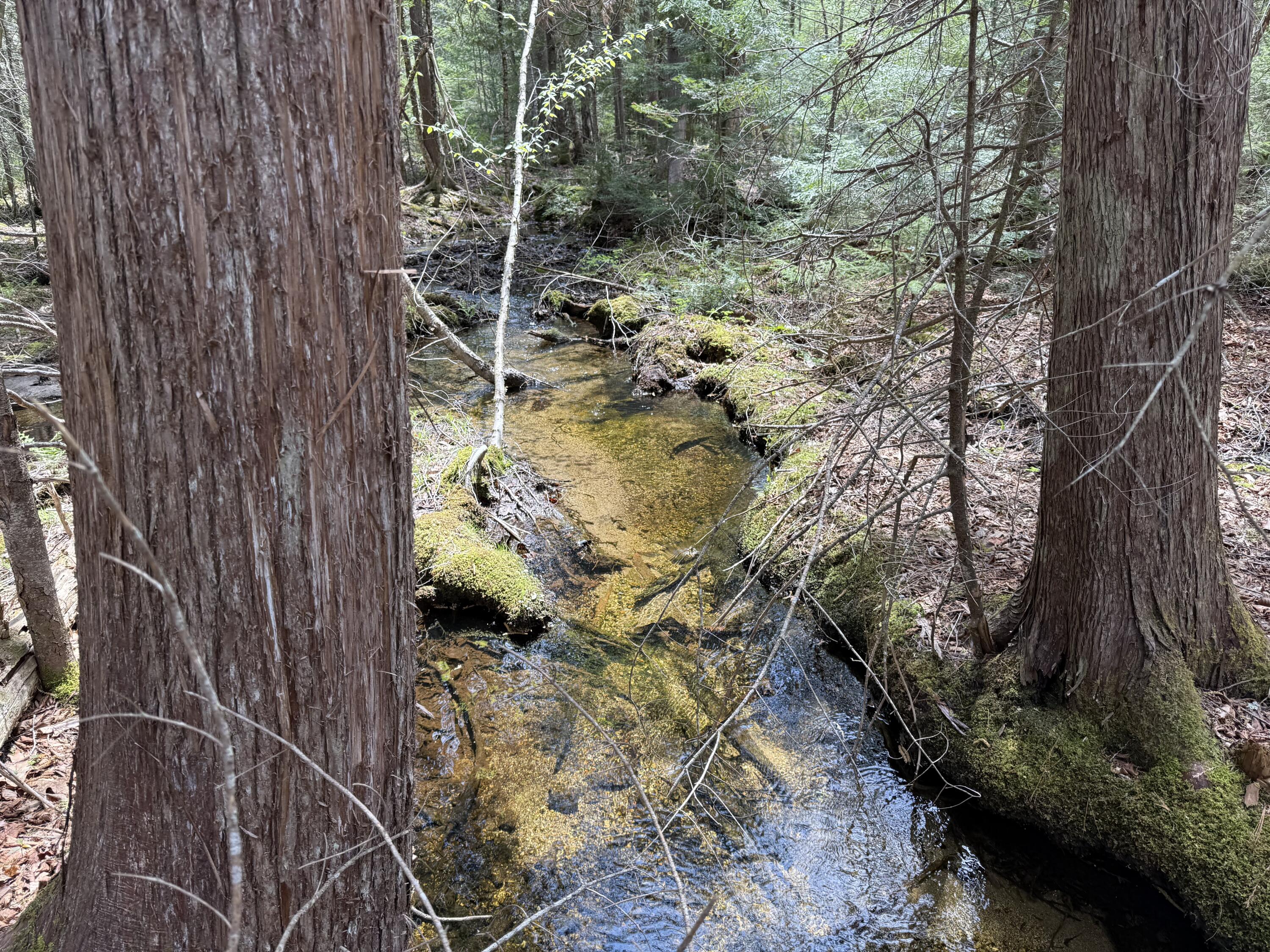 7-2 Ebens Trail Orland, ME 04472 - Photo 3 of 13 IMG_6001 2