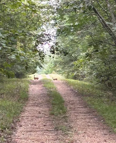 a view of a dirt pathway with a yard