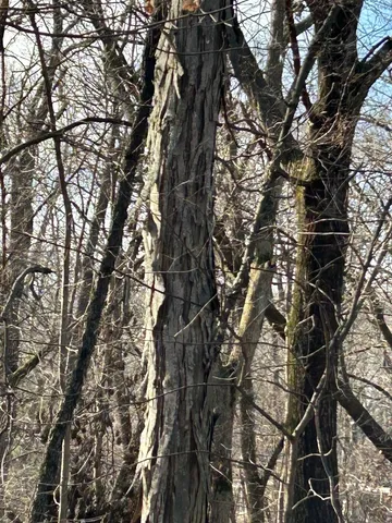 a close up of a tree