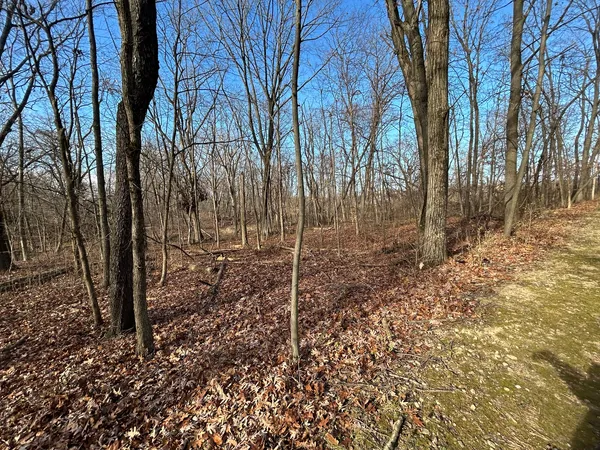 a view of a forest filled with trees