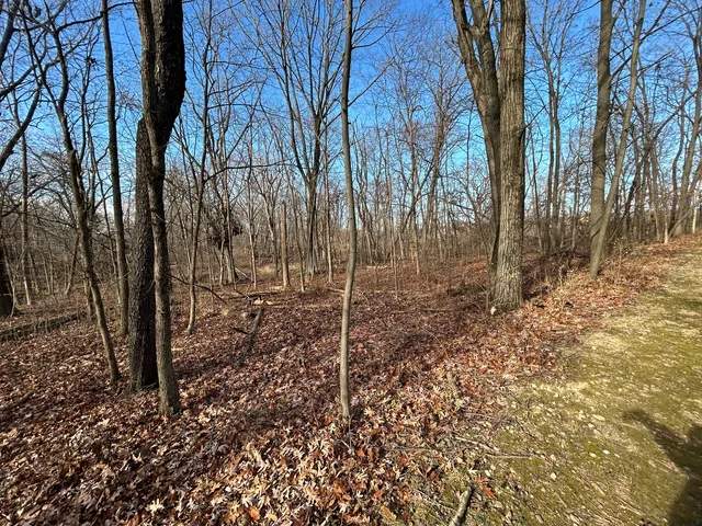 a view of a forest filled with trees