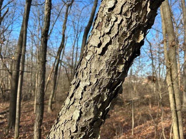 a view of a yard with lots of bushes