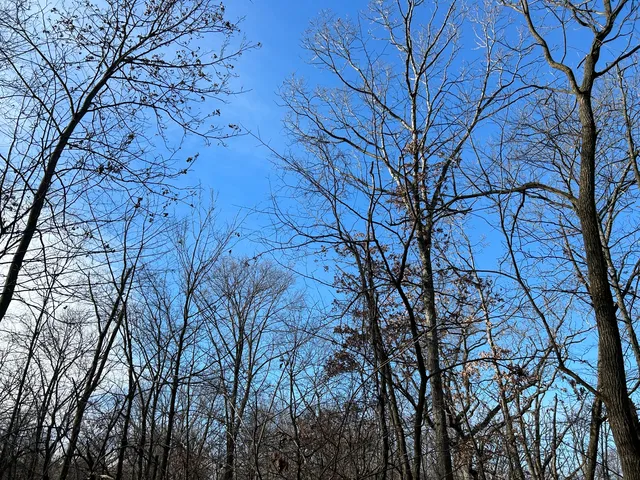 a view of a yard with a tree