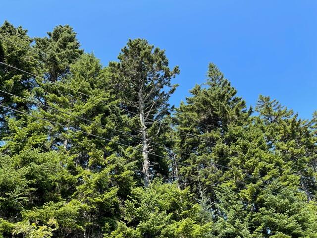 Xx Destiny Bay Road Cutler, ME 04626 - Photo 19 of 27 IMG_5698