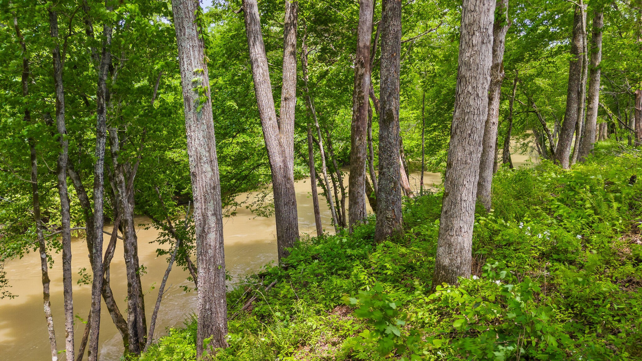 35 River Ridge Drive Dunlap, TN 37327 - Photo 28 of 35 a view of a yard with plants and large trees