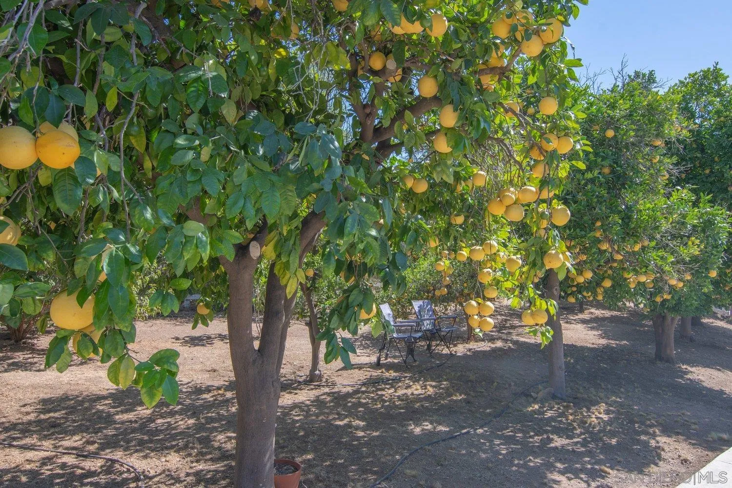 40158 De Luz Road Fallbrook, CA 92028 - Photo 33 of 40 a view of tree in front of a house