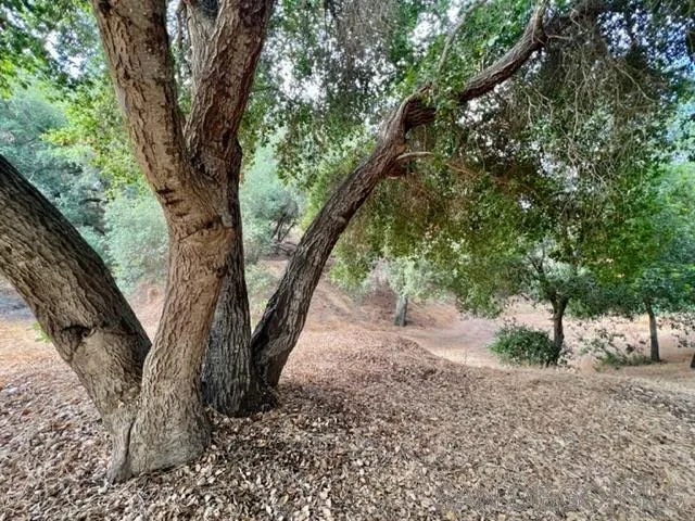 40158 De Luz Road Fallbrook, CA 92028 - Photo 39 of 40 a view of a trees with a tree