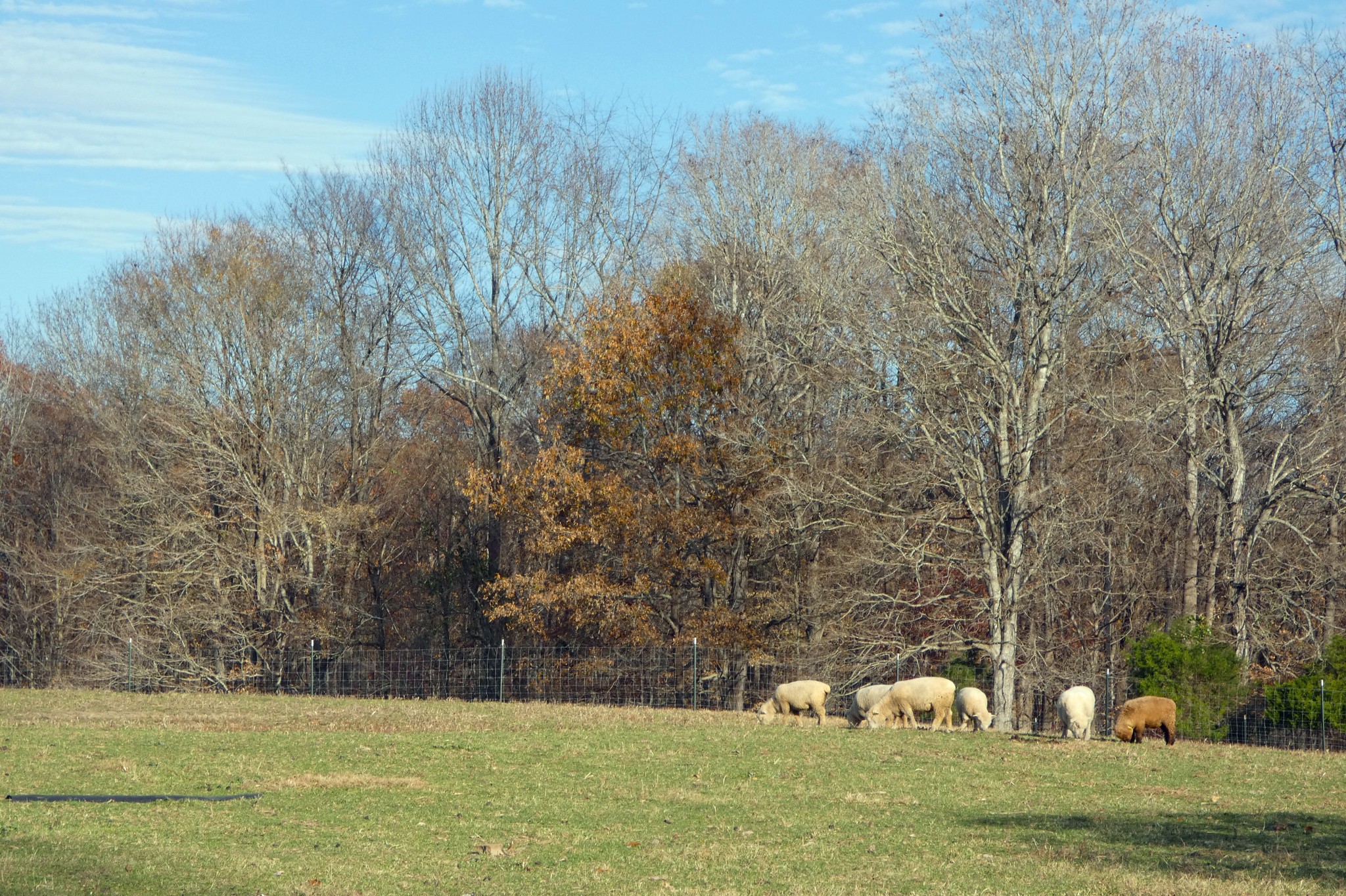 2060 Luther Herald Road Franklin, KY 42134 - Photo 41 of 58 a view of a green field
