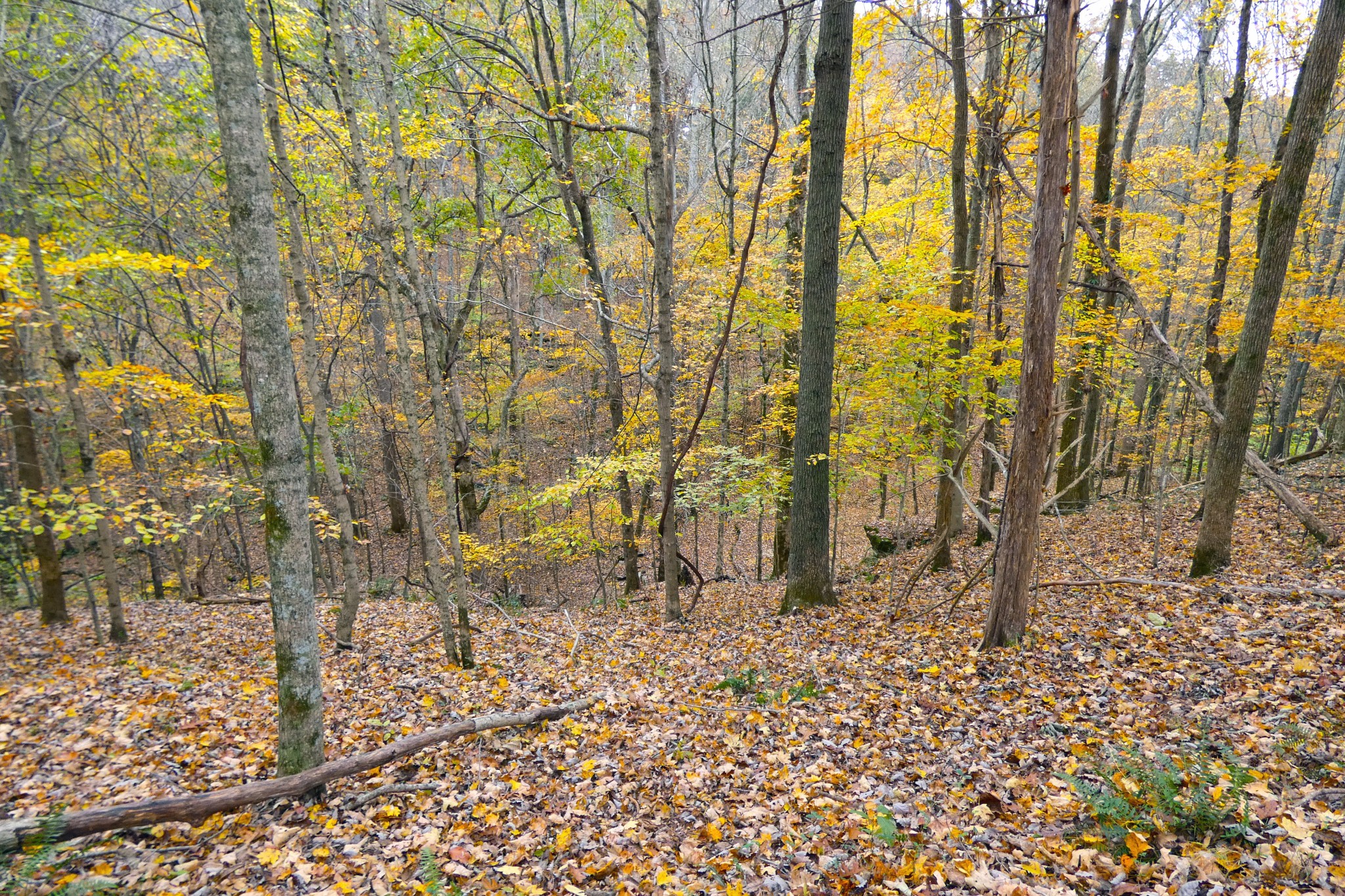 2060 Luther Herald Road Franklin, KY 42134 - Photo 50 of 58