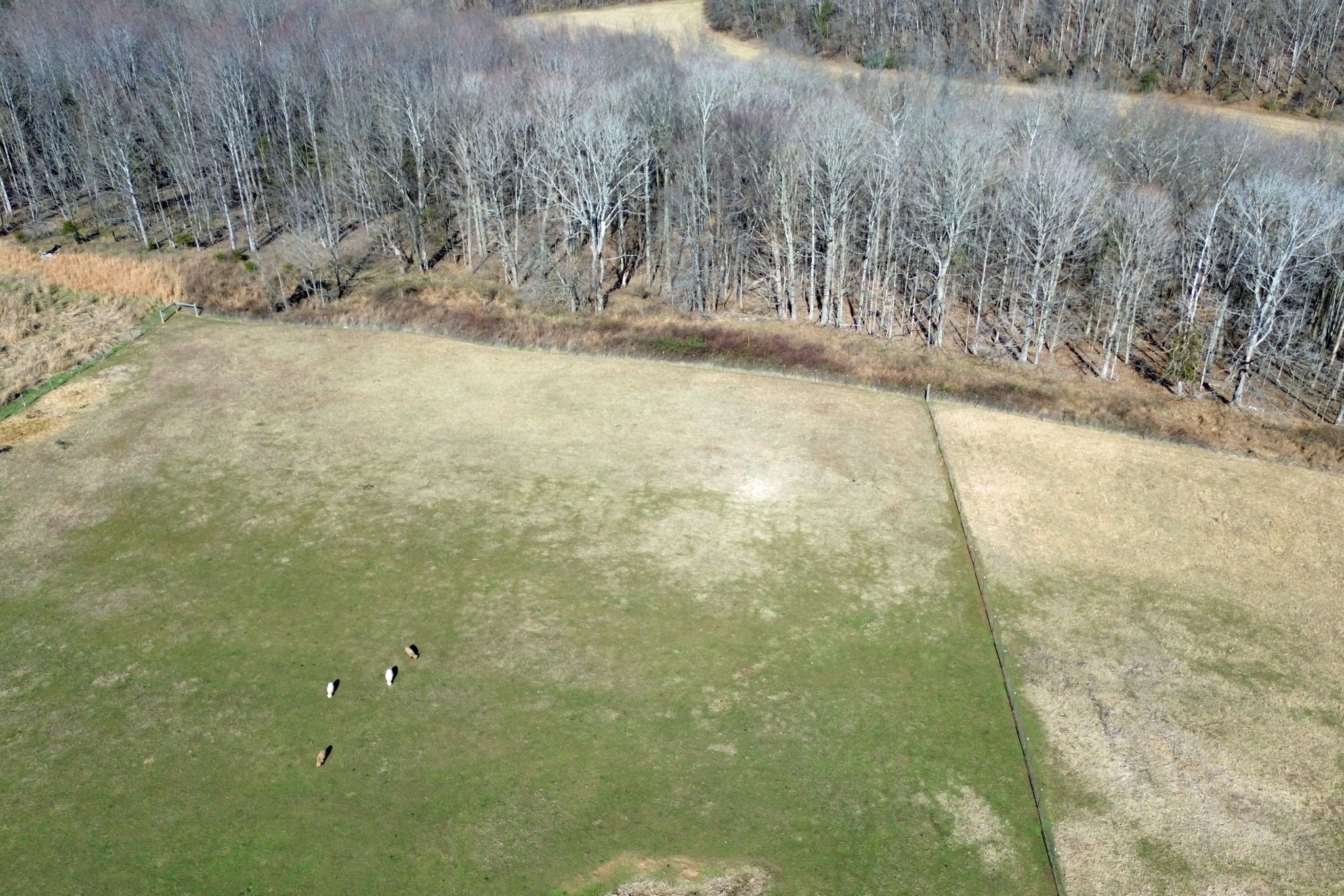 2060 Luther Herald Road Franklin, KY 42134 - Photo 57 of 58 a view of a yard with trees in the background