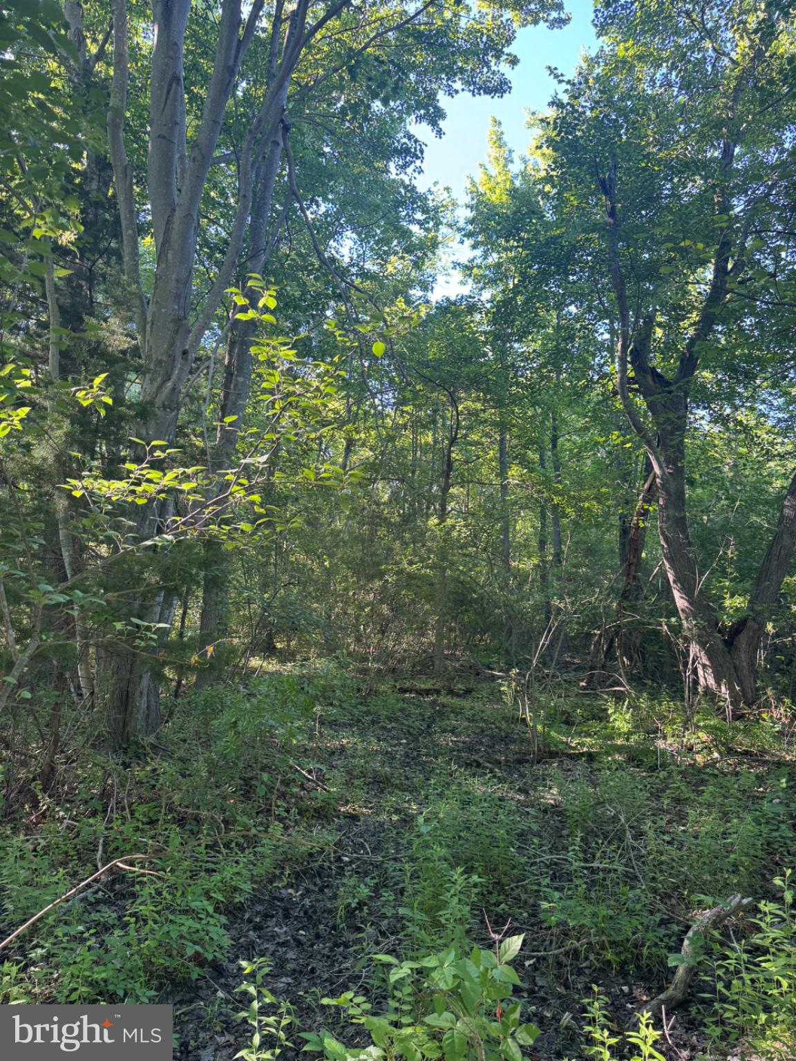 47 Pickering Beach Road Dover, DE 19901 - Photo 9 of 12 Lush woodland teeming with life.