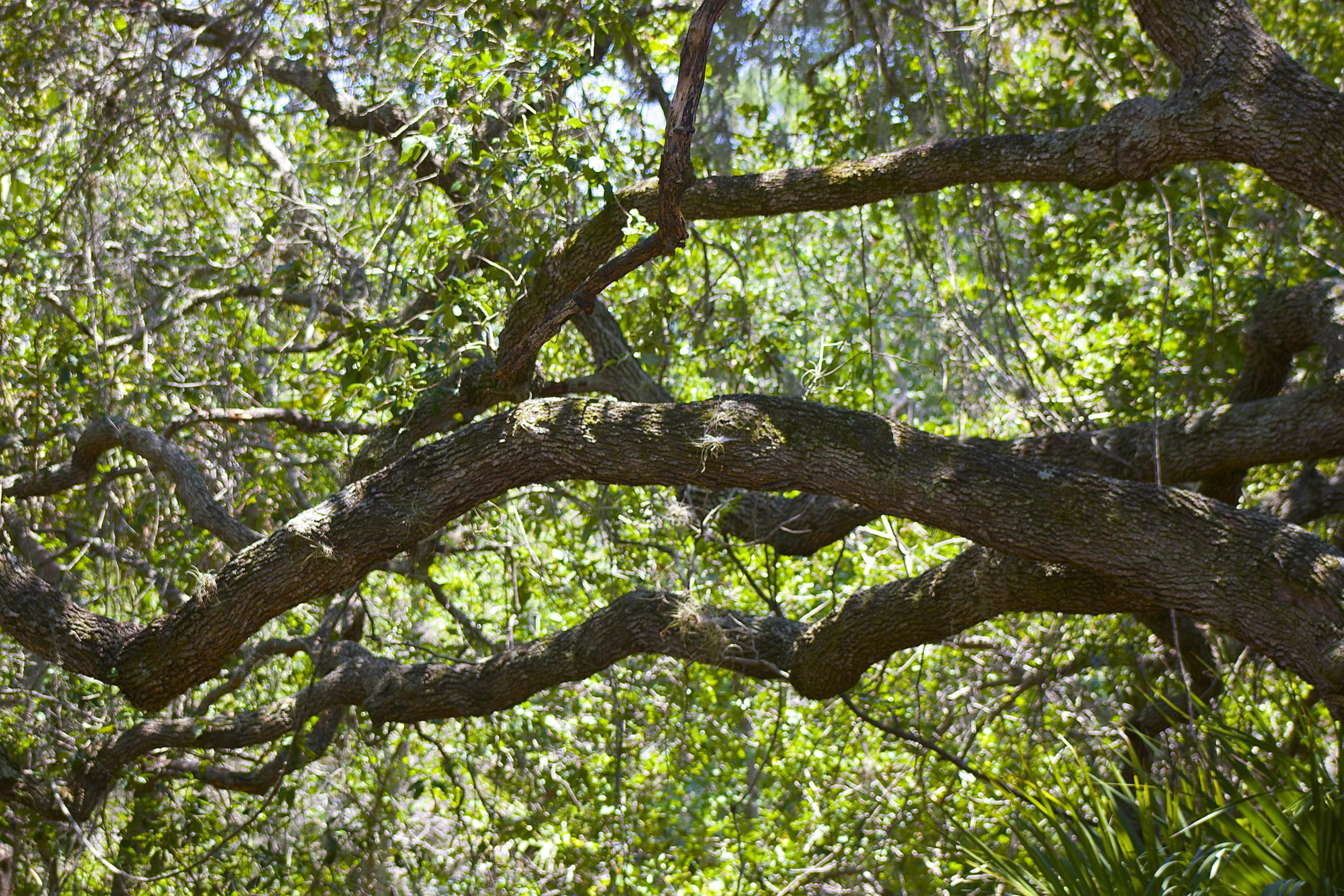 8841 First Tee Road Port St. Lucie, FL 34986 - Photo 216 of 228 195 Oak Tree At Hawks Bluff #2