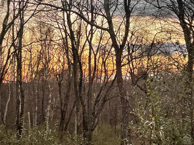 a backyard of a house with lots of trees