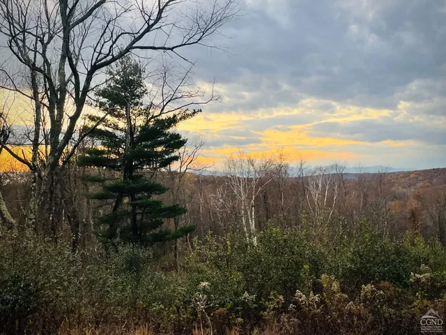 a view of a yard with a tree