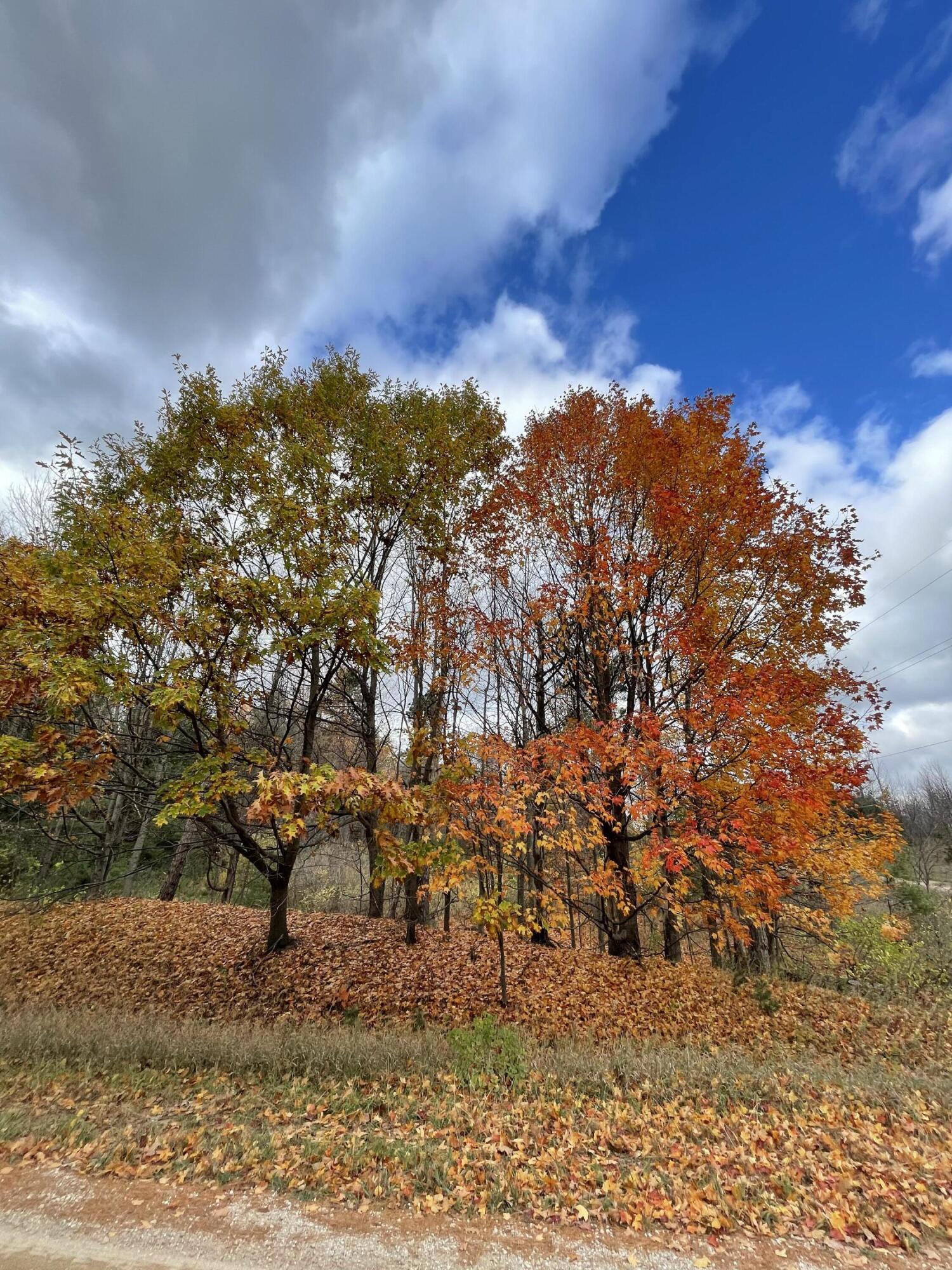 11 11 Mile Road Bear Lake, MI 49614 - Photo 3 of 10 Lots of trees