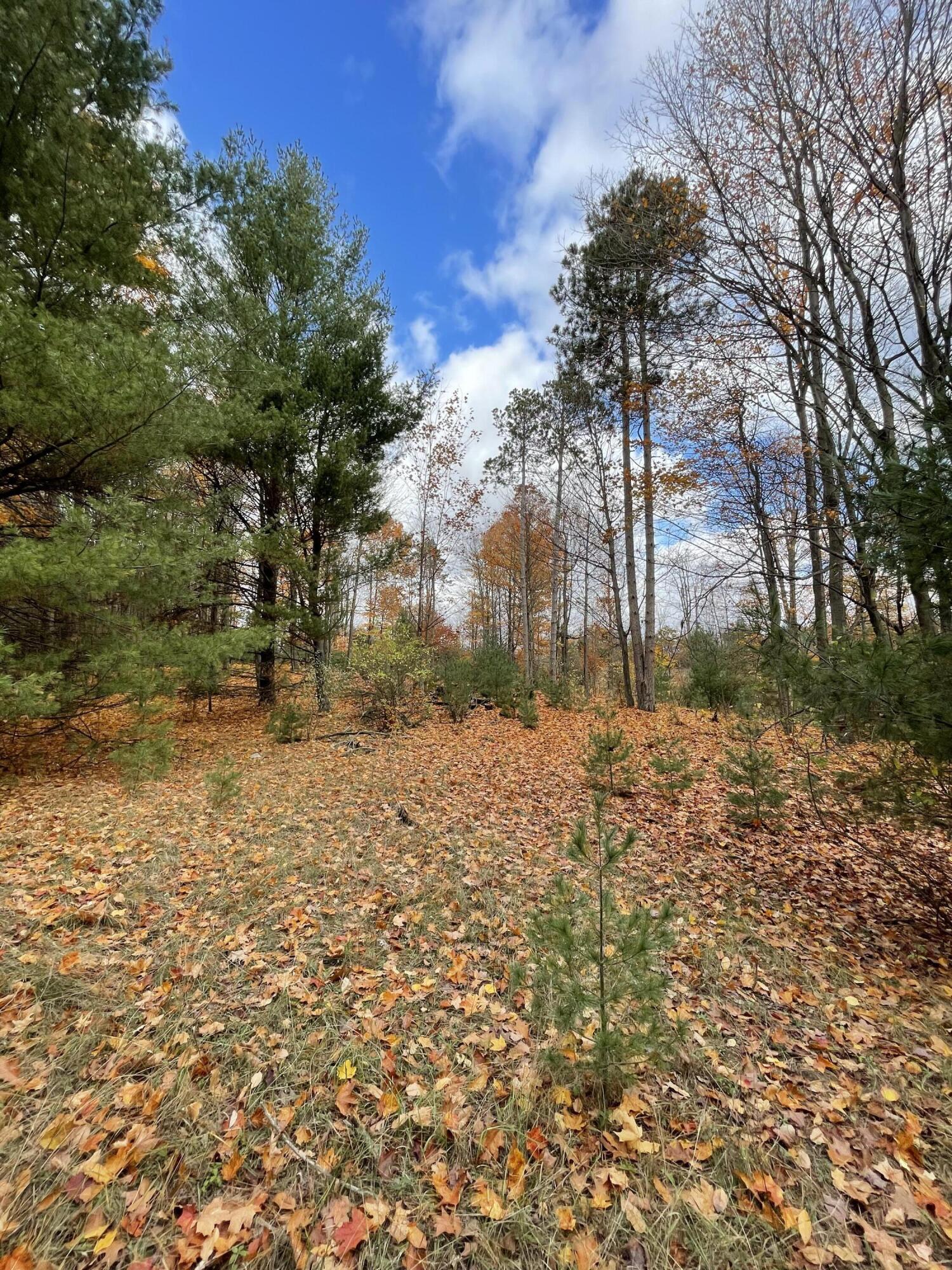 11 11 Mile Road Bear Lake, MI 49614 - Photo 5 of 10 Small & large Pines